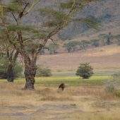  Ngorongoro Crater, TZ